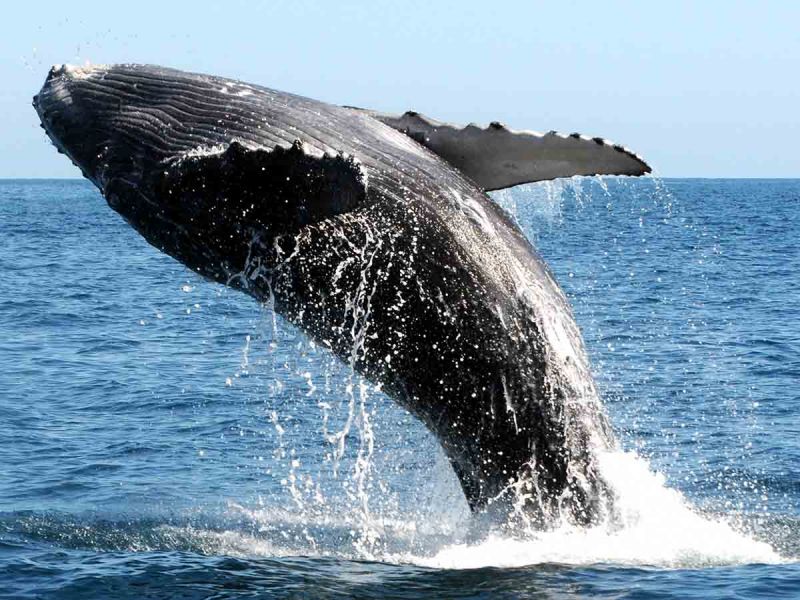 Hallan en ballenas un respiro contra el cambio climático